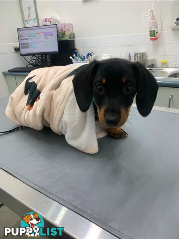 Miniature Dachshund Puppies -Wormed Vet Checked Vaccinated -READY NOW!