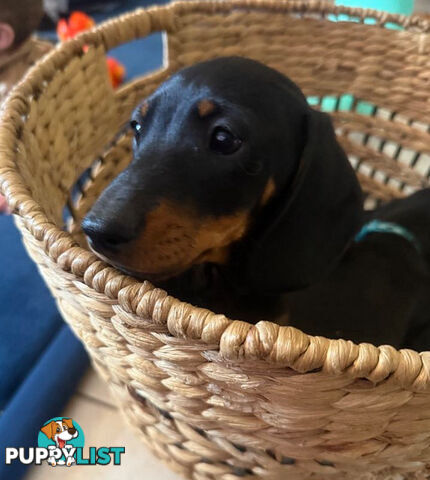 Miniature Dachshund Puppies -Wormed Vet Checked Vaccinated -READY NOW!