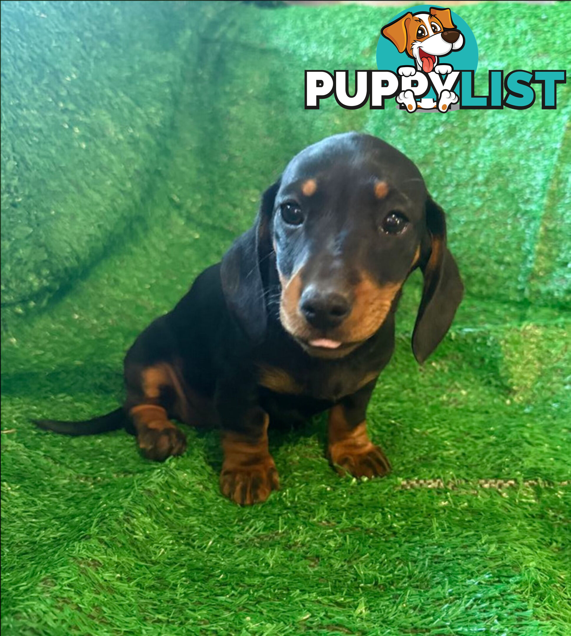 Miniature Dachshund Puppies -Wormed Vet Checked Vaccinated -READY NOW!
