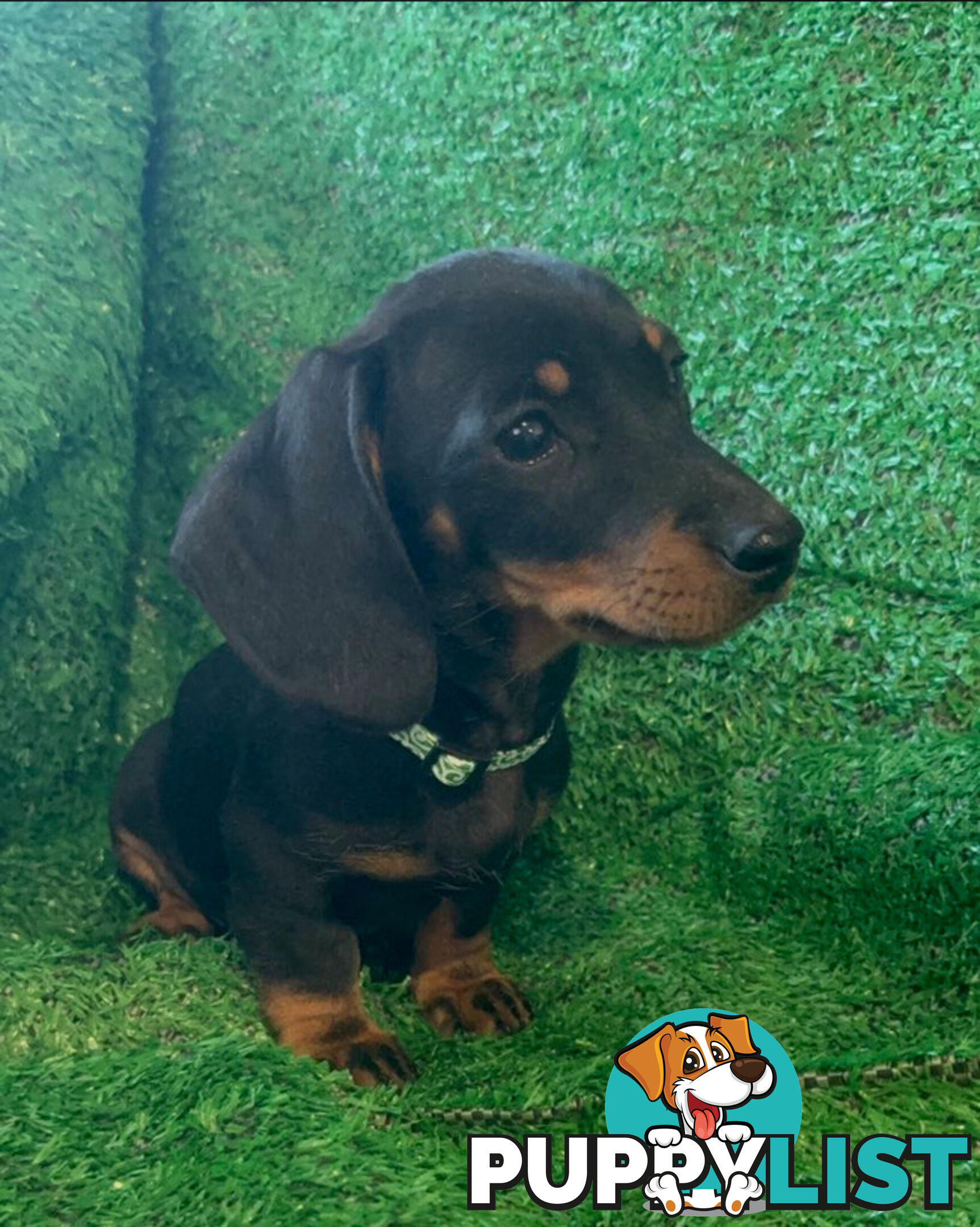 Miniature Dachshund Puppies -Wormed Vet Checked Vaccinated -READY NOW!