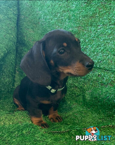 Miniature Dachshund Puppies -Wormed Vet Checked Vaccinated -READY NOW!
