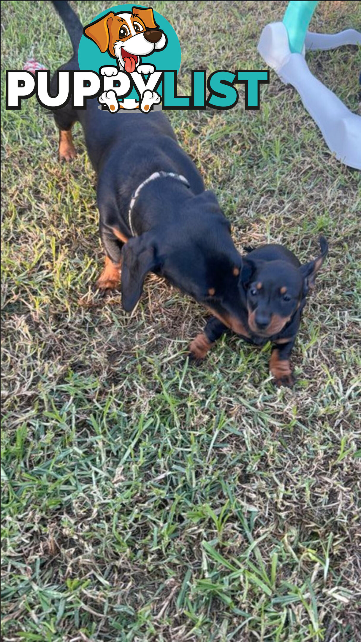 Miniature Dachshund Puppies -Wormed Vet Checked Vaccinated -READY NOW!
