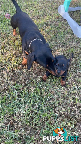 Miniature Dachshund Puppies -Wormed Vet Checked Vaccinated -READY NOW!