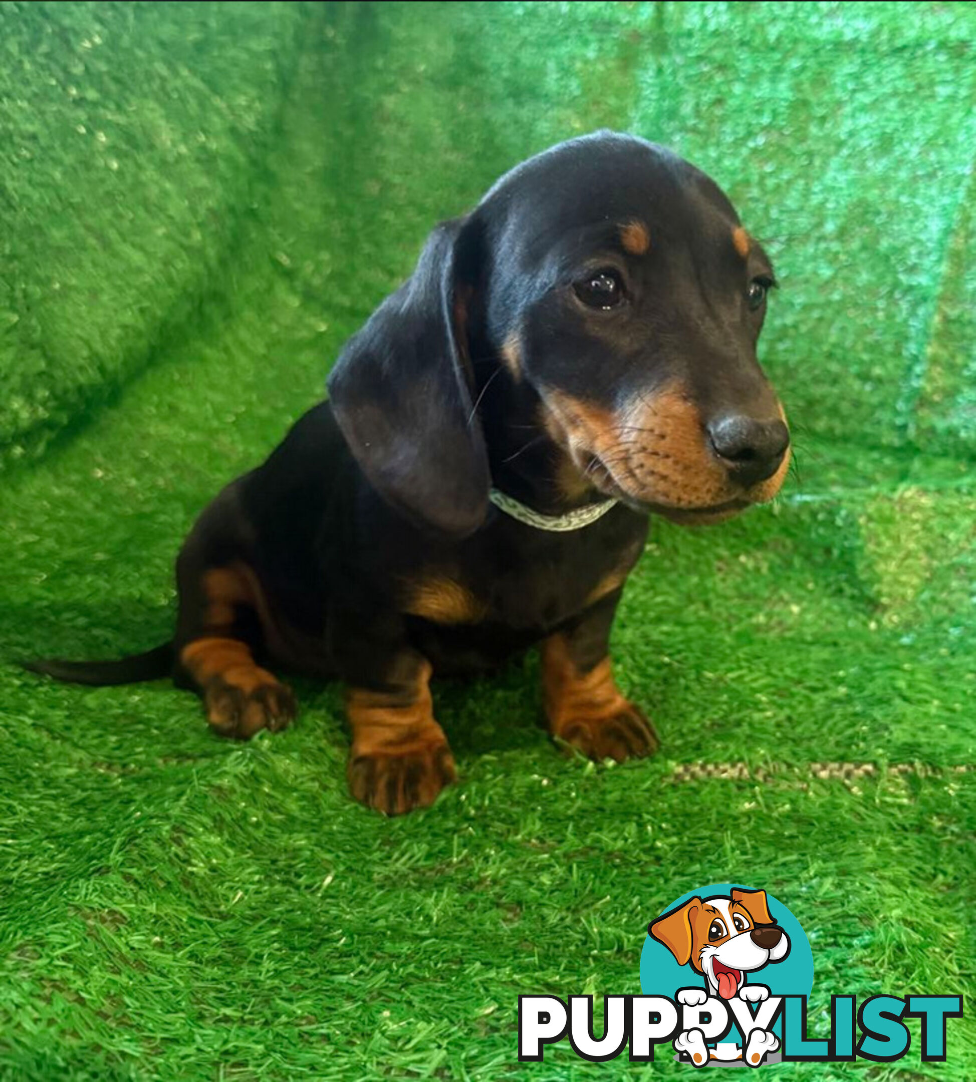 Miniature Dachshund Puppies -Wormed Vet Checked Vaccinated -READY NOW!