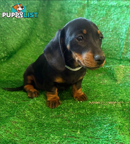 Miniature Dachshund Puppies -Wormed Vet Checked Vaccinated -READY NOW!