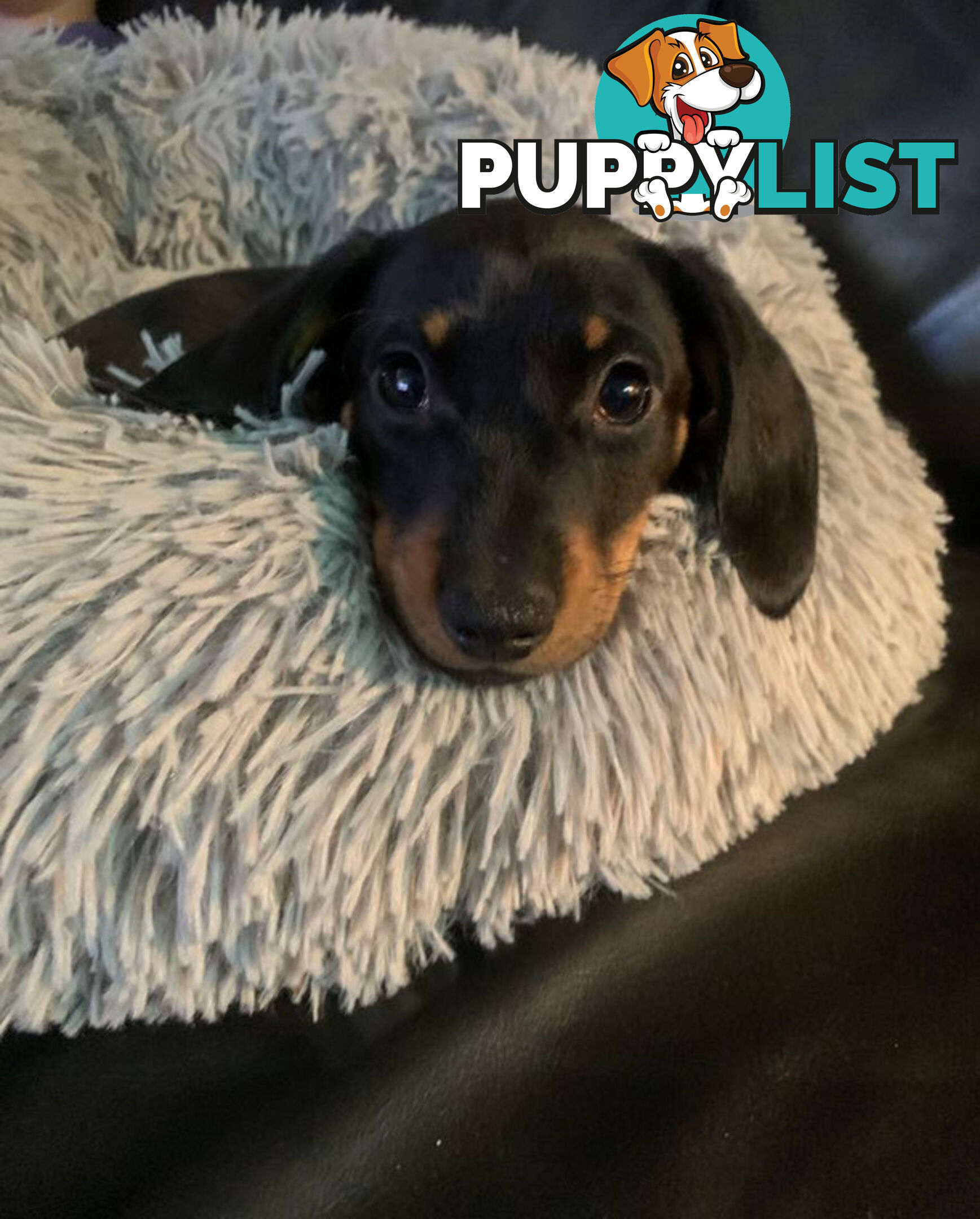 Miniature Dachshund Puppies -Wormed Vet Checked Vaccinated -READY NOW!