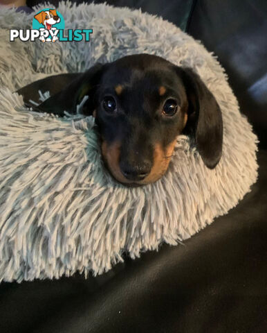 Miniature Dachshund Puppies -Wormed Vet Checked Vaccinated -READY NOW!