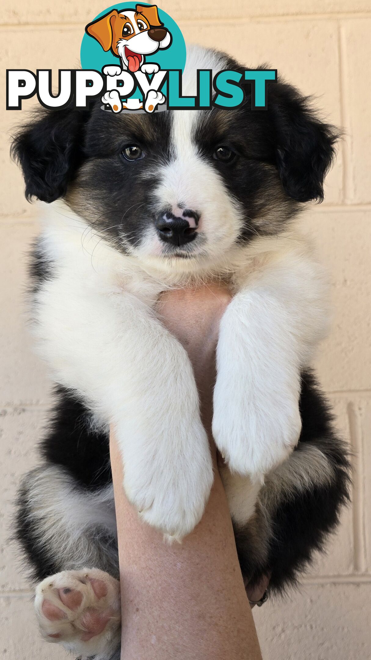 Registered Purebred Border Collies