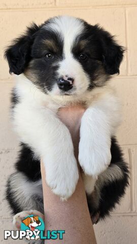 Registered Purebred Border Collies