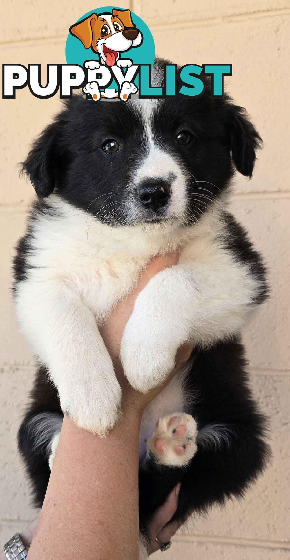 Registered Purebred Border Collies