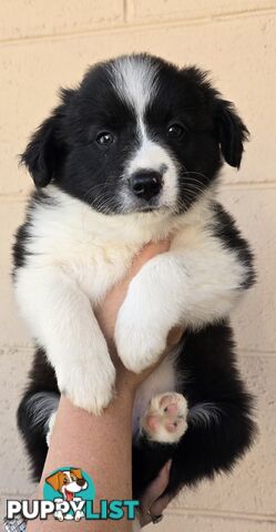 Registered Purebred Border Collies