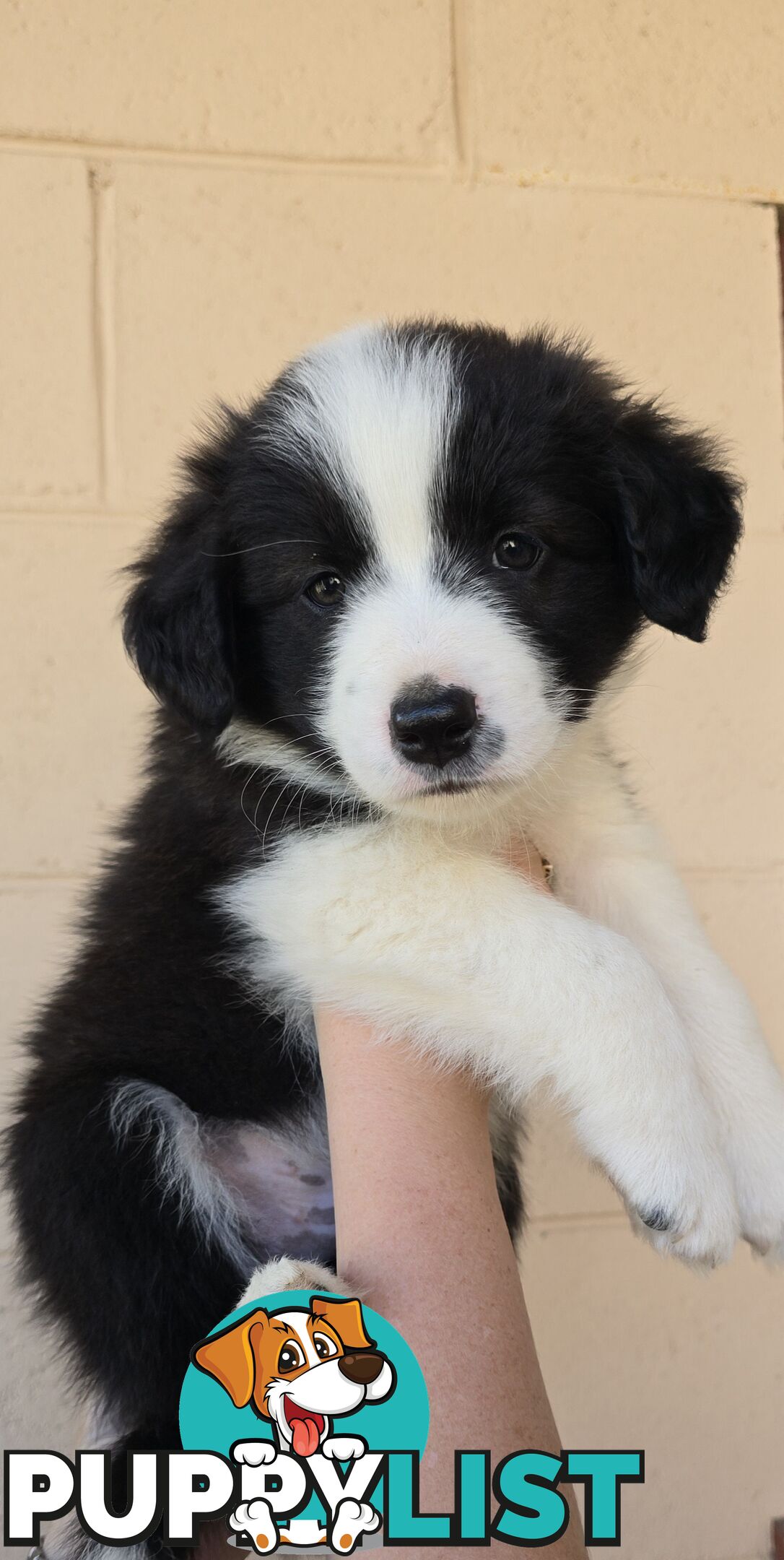 Registered Purebred Border Collies