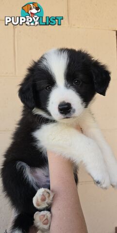 Registered Purebred Border Collies