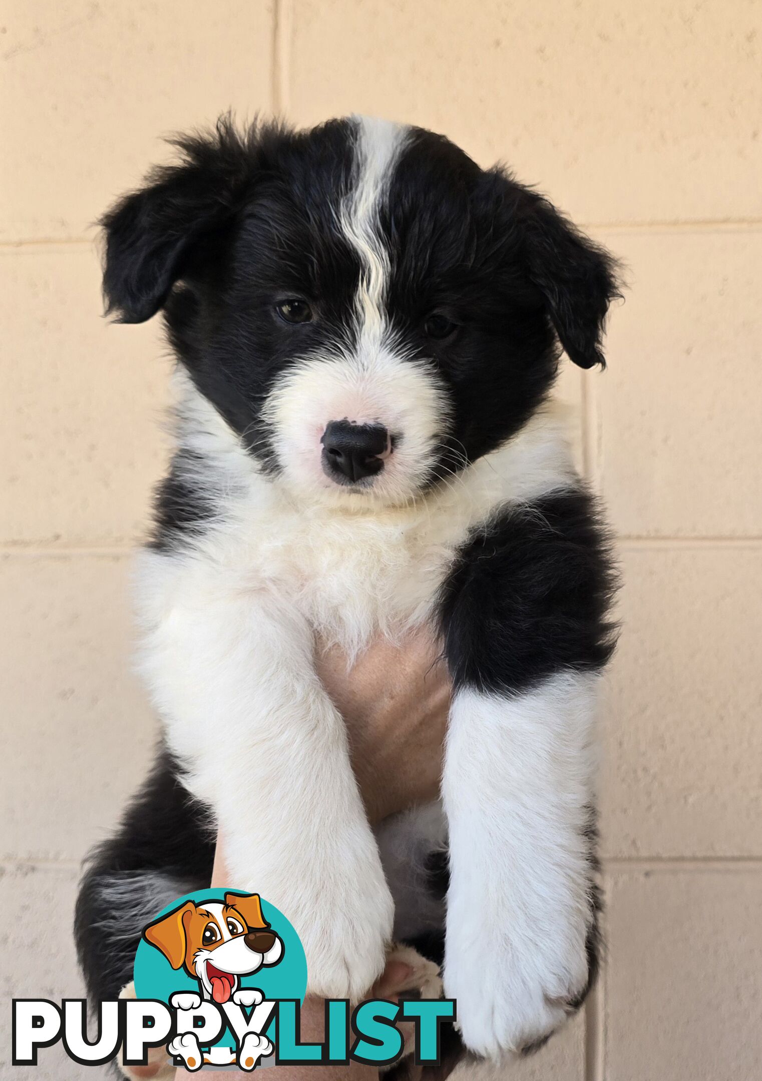 Registered Purebred Border Collies