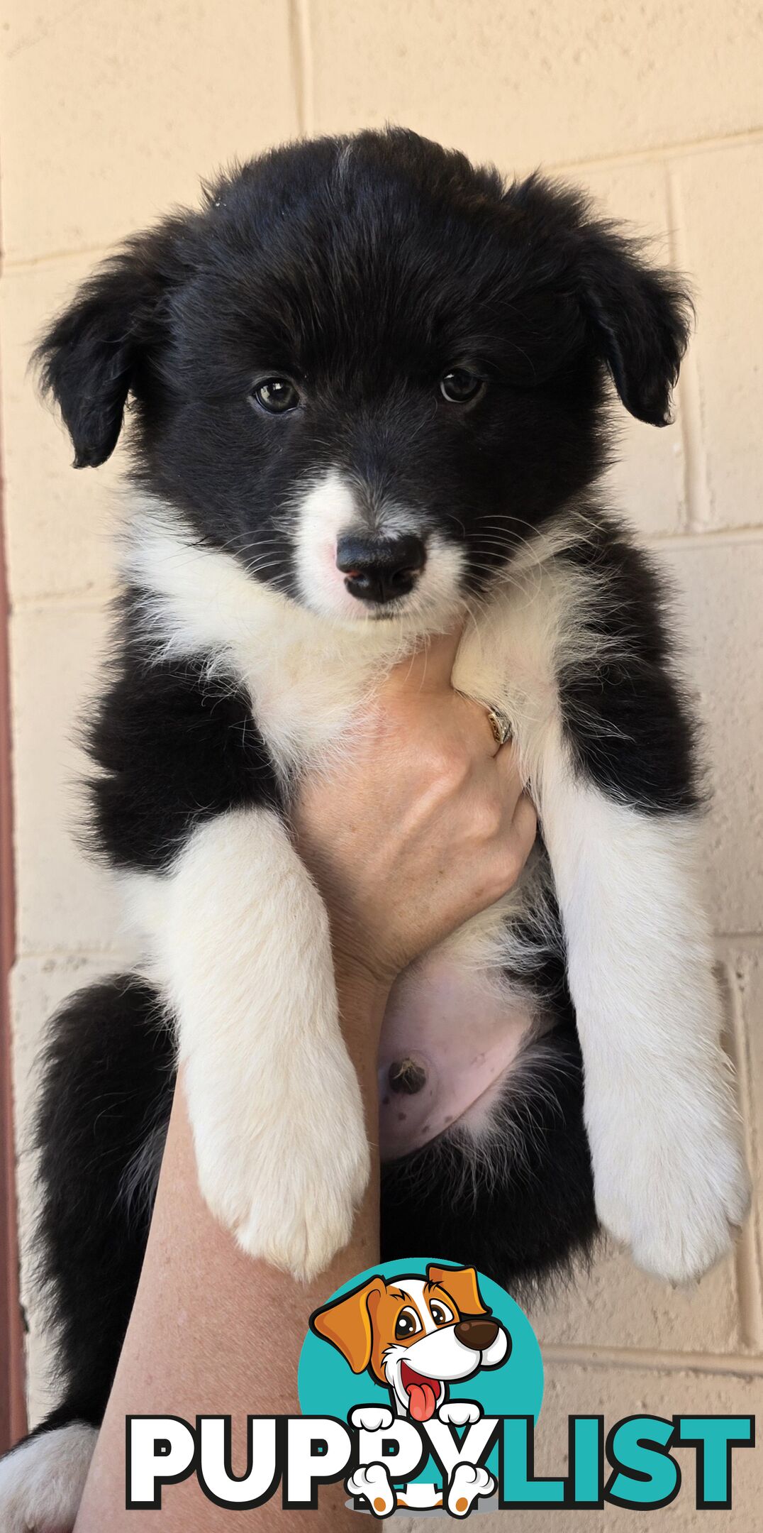 Registered Purebred Border Collies