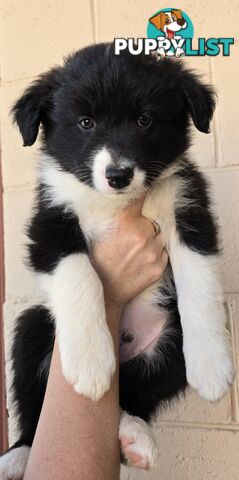 Registered Purebred Border Collies