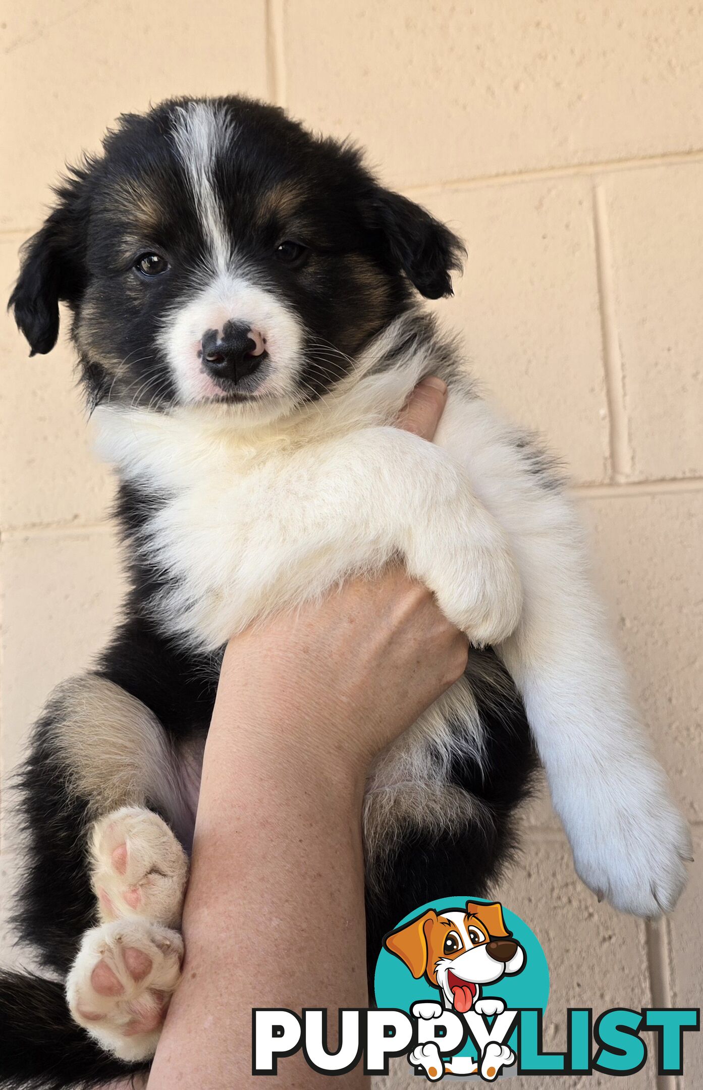 Registered Purebred Border Collies