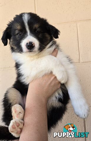 Registered Purebred Border Collies