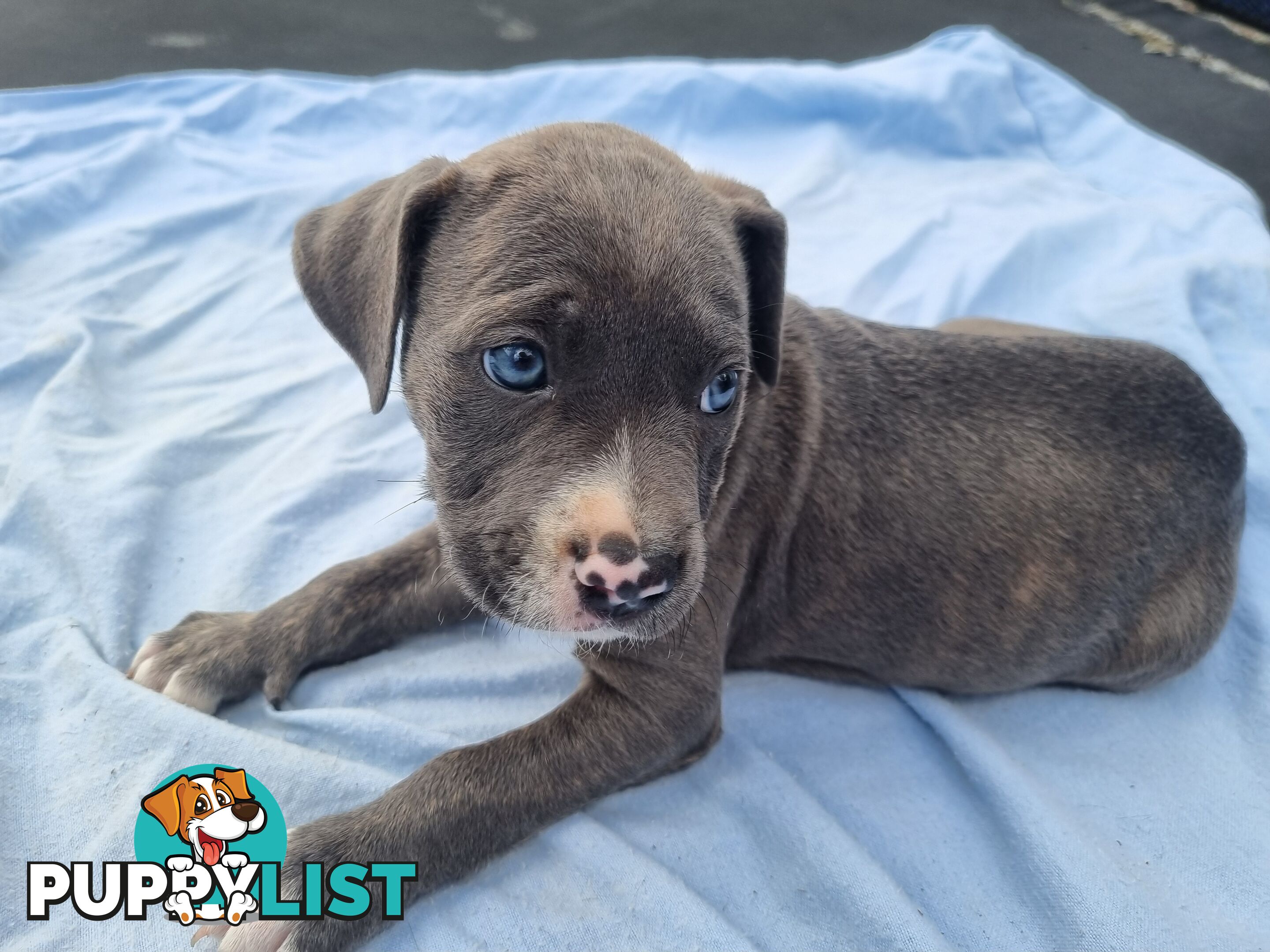 Mastiff bandog x American staffeshire puppies