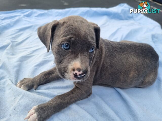 Mastiff bandog x American staffeshire puppies