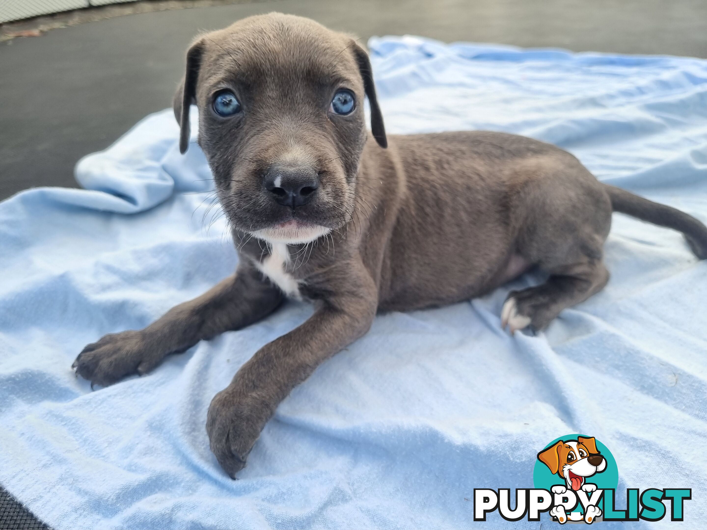 Mastiff bandog x American staffeshire puppies