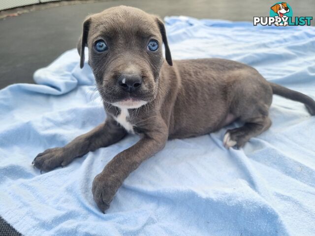 Mastiff bandog x American staffeshire puppies