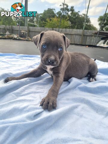 Mastiff bandog x American staffeshire puppies