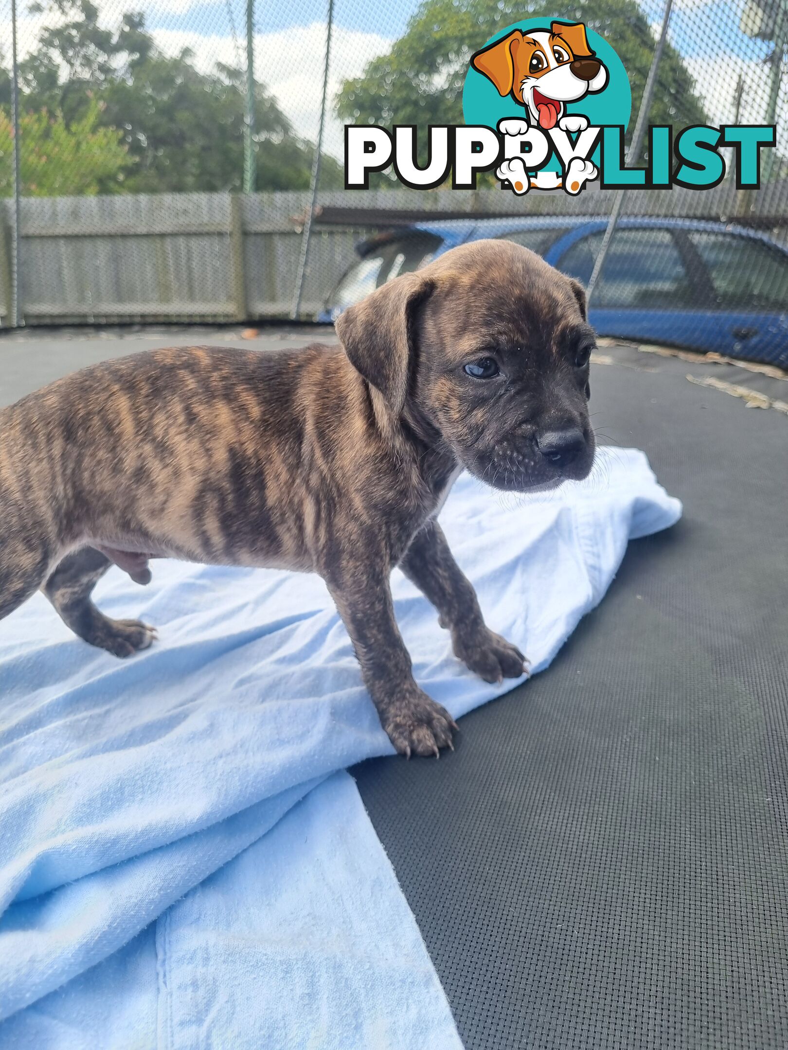 Mastiff bandog x American staffeshire puppies