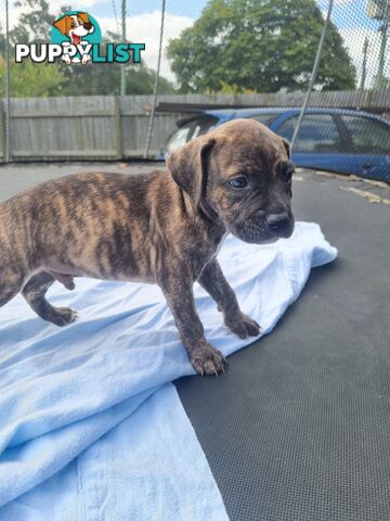 Mastiff bandog x American staffeshire puppies