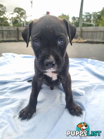 Mastiff bandog x American staffeshire puppies