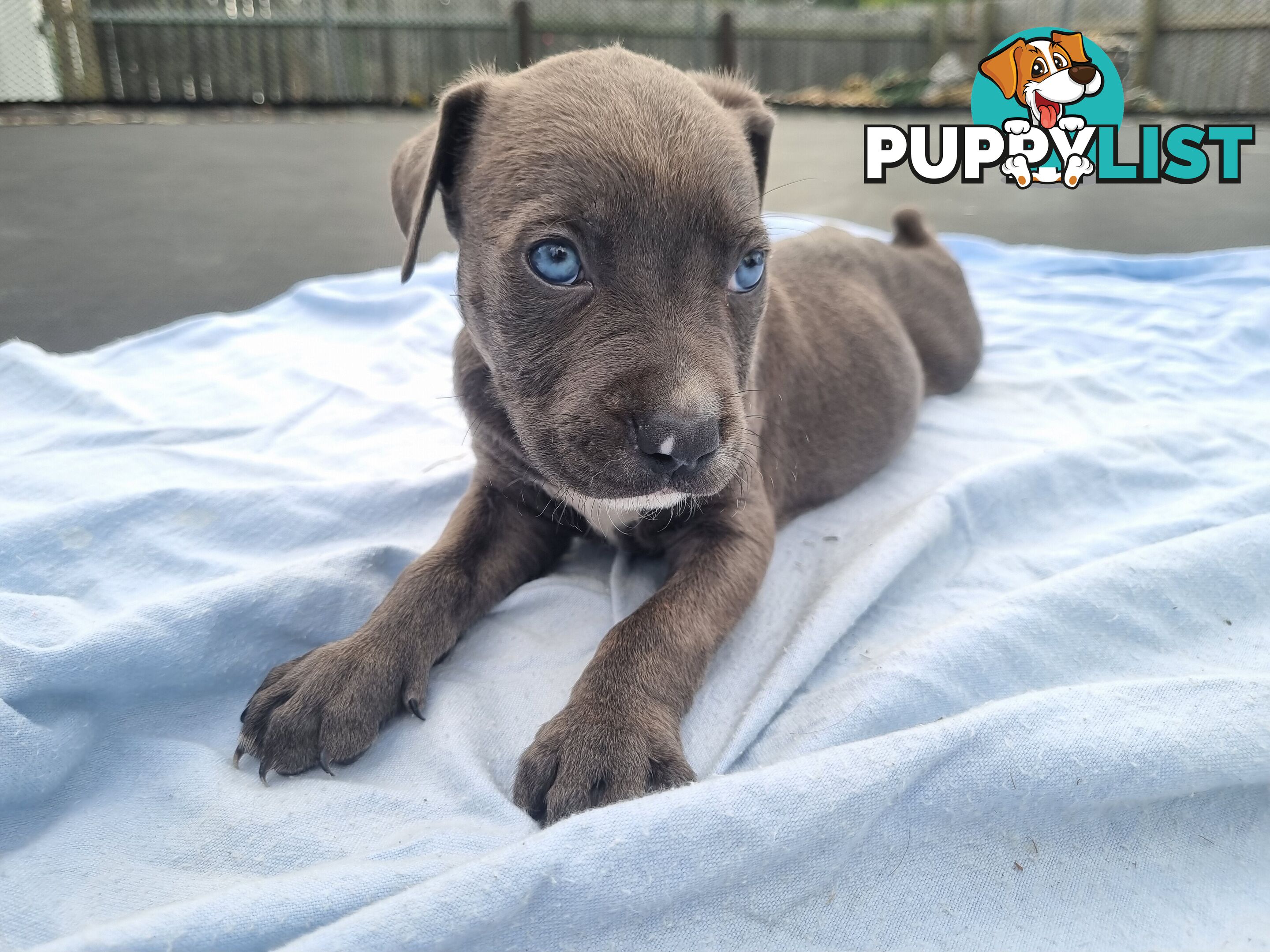 Mastiff bandog x American staffeshire puppies