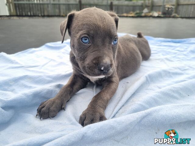 Mastiff bandog x American staffeshire puppies