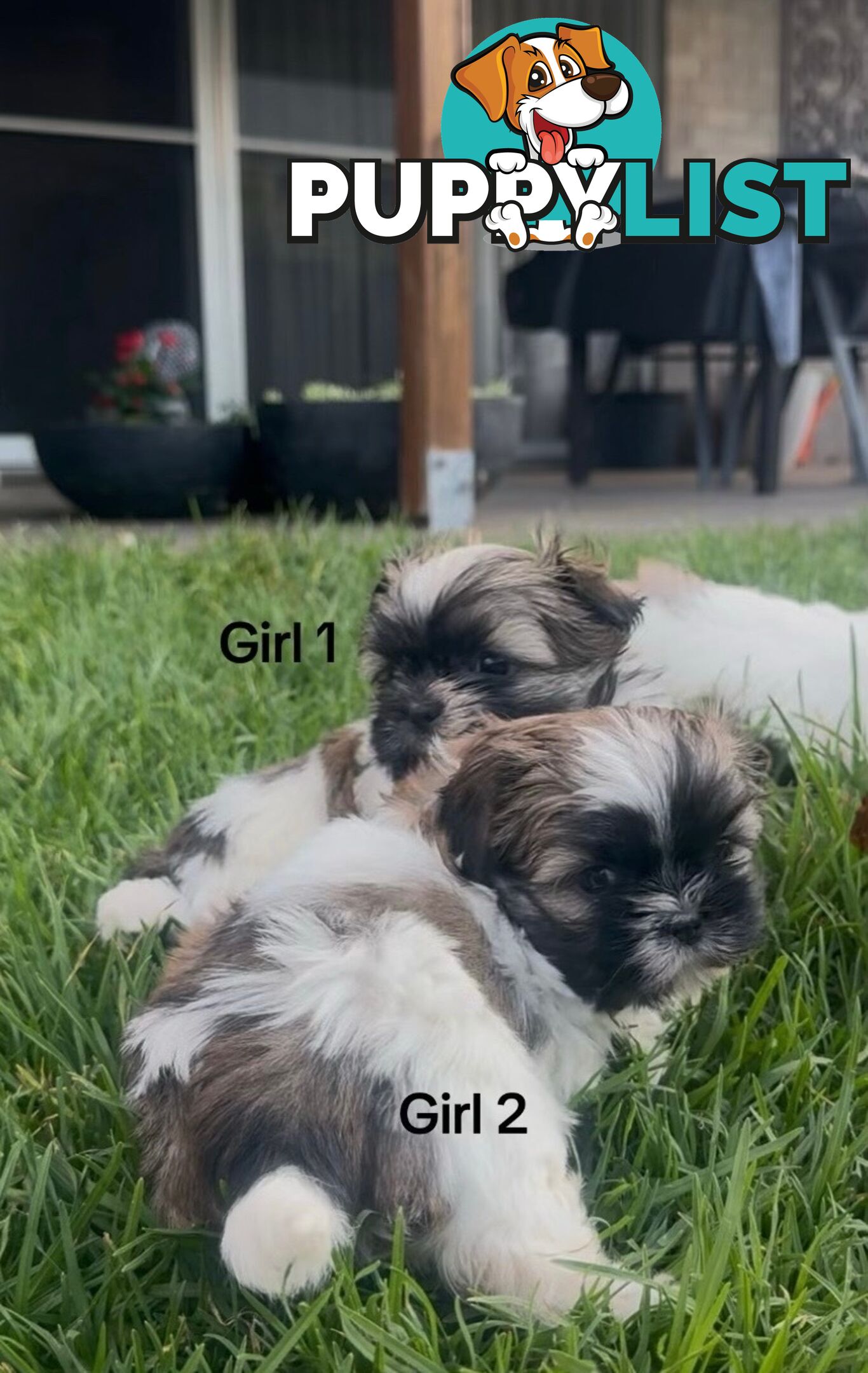 4 x Female Maltese Shih Tzu Pups