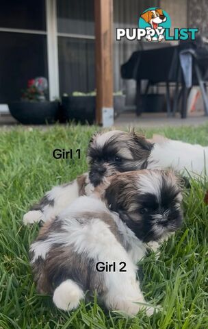 4 x Female Maltese Shih Tzu Pups