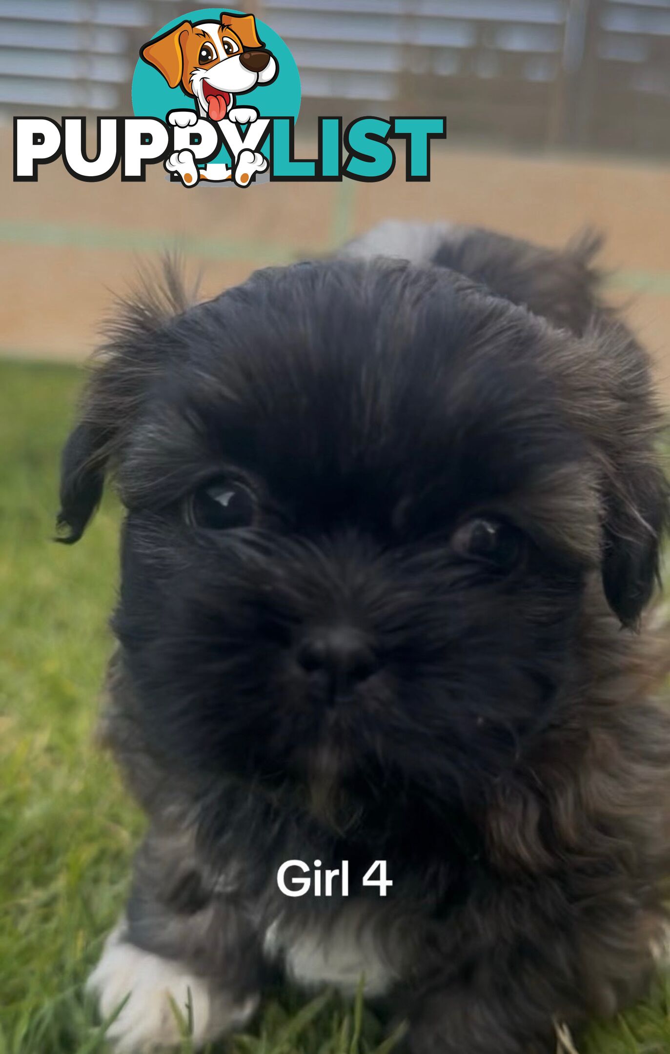 4 x Female Maltese Shih Tzu Pups