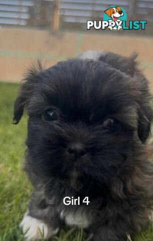 4 x Female Maltese Shih Tzu Pups