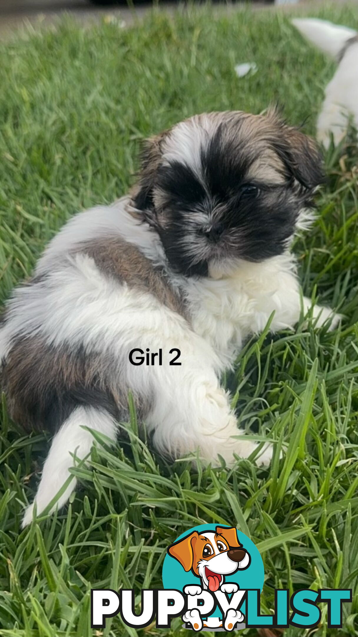 4 x Female Maltese Shih Tzu Pups