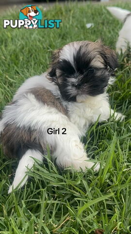 4 x Female Maltese Shih Tzu Pups