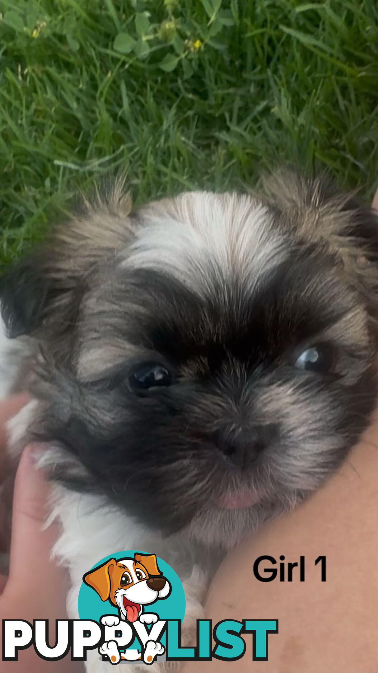 4 x Female Maltese Shih Tzu Pups