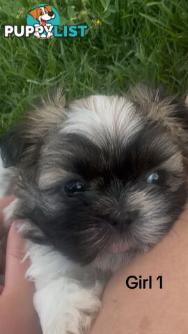 4 x Female Maltese Shih Tzu Pups