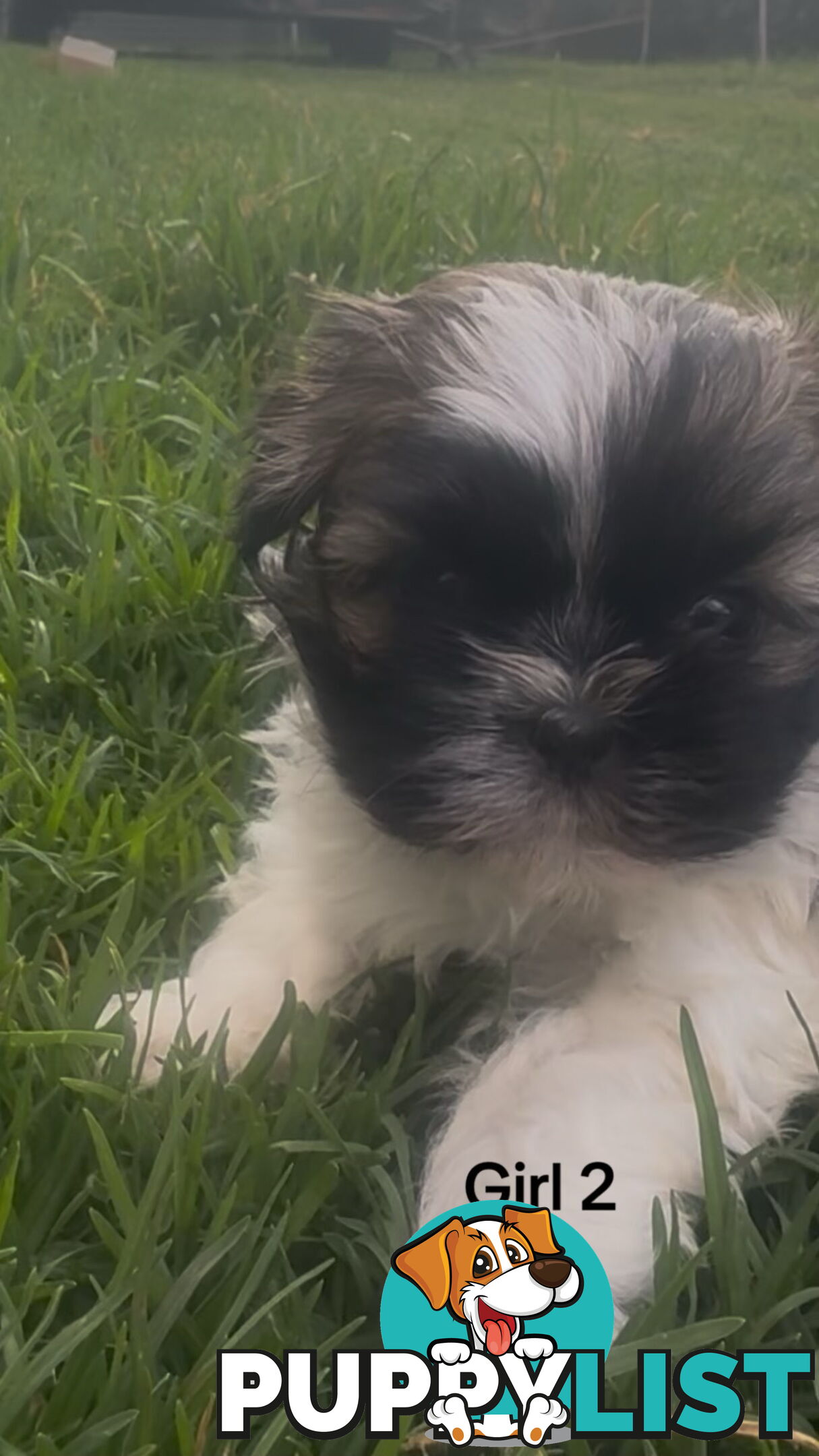 4 x Female Maltese Shih Tzu Pups