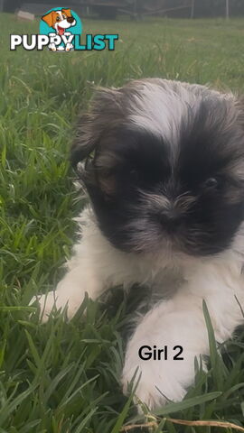 4 x Female Maltese Shih Tzu Pups