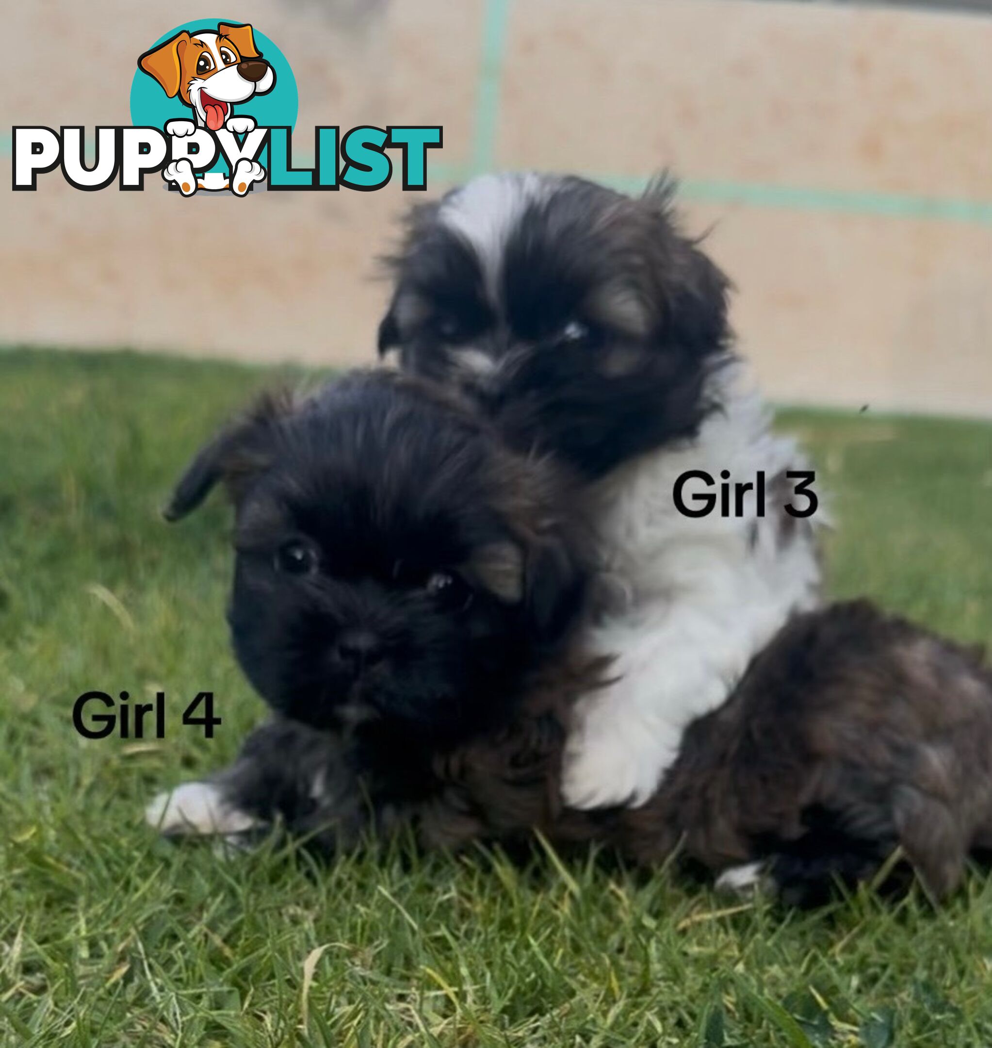 4 x Female Maltese Shih Tzu Pups