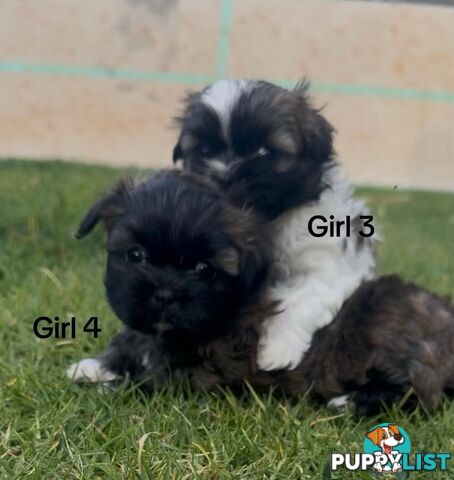 4 x Female Maltese Shih Tzu Pups