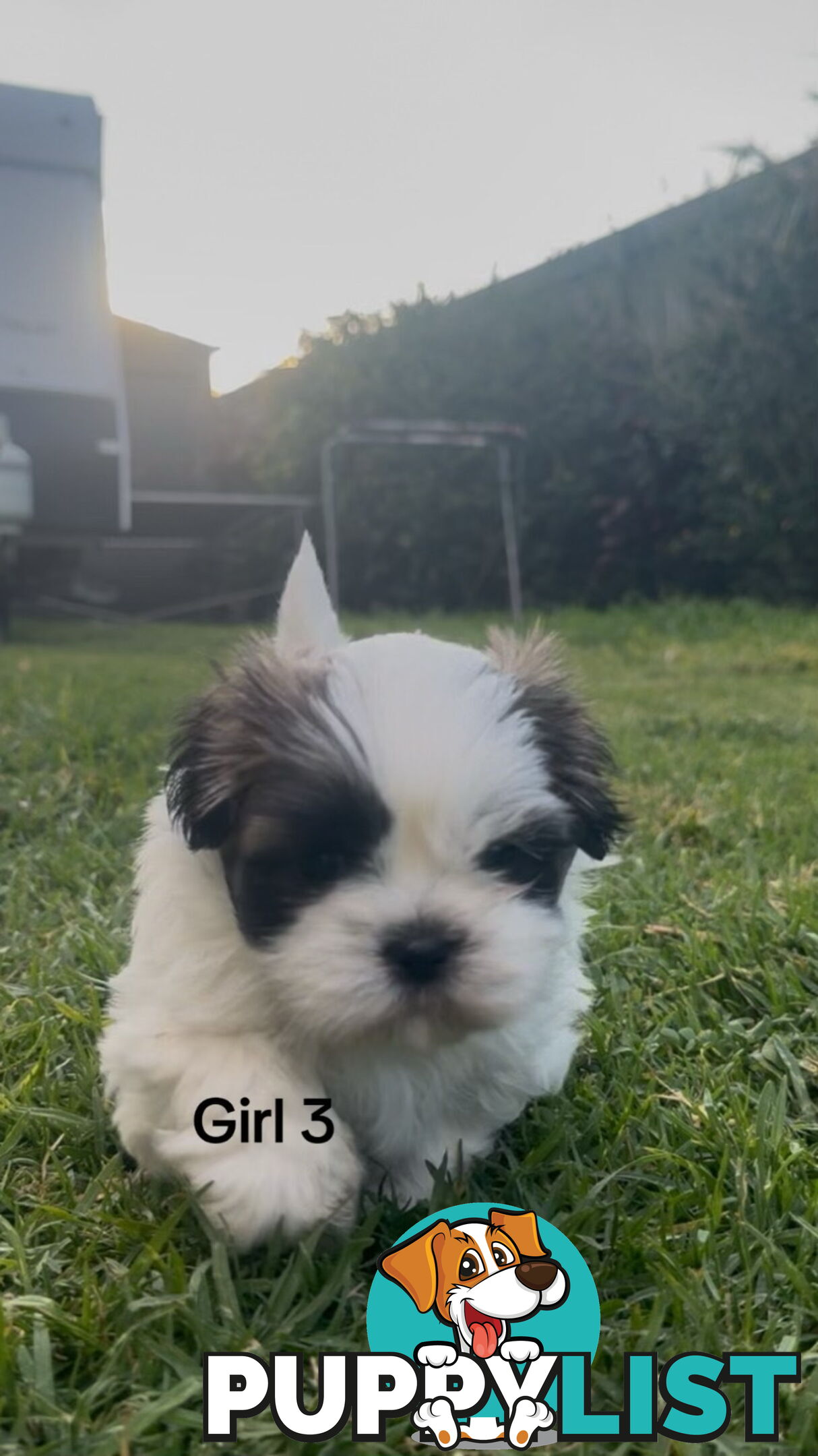 4 x Female Maltese Shih Tzu Pups