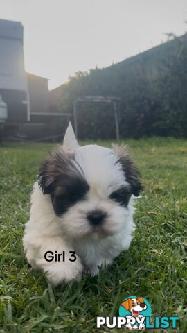 4 x Female Maltese Shih Tzu Pups