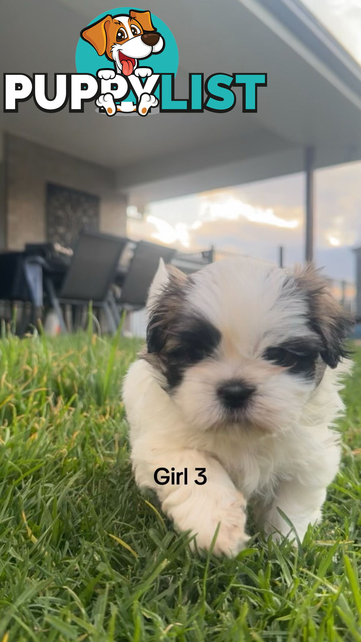 4 x Female Maltese Shih Tzu Pups