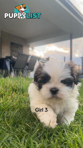 4 x Female Maltese Shih Tzu Pups