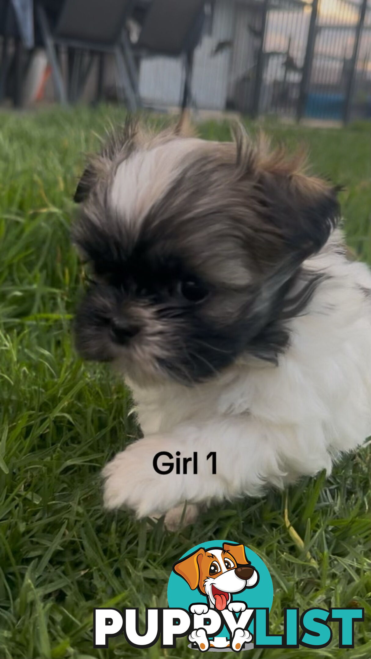 4 x Female Maltese Shih Tzu Pups