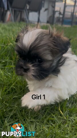 4 x Female Maltese Shih Tzu Pups